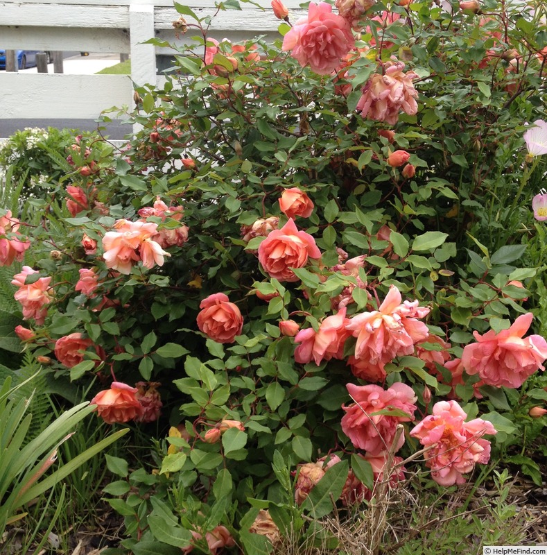 'Comtesse du Cayla' rose photo