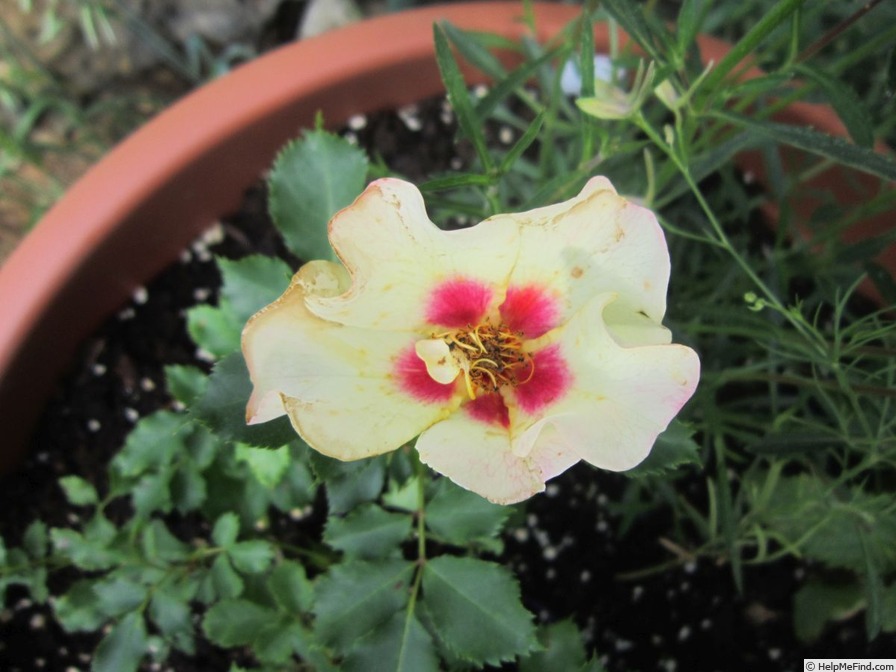 'Cream Babylon Eyes ®' rose photo