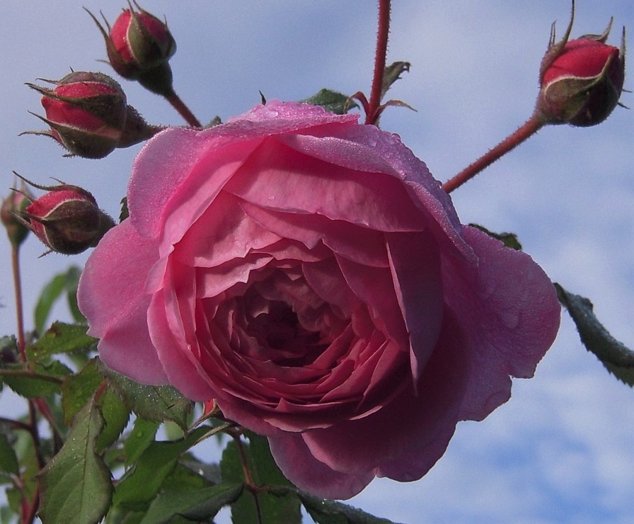 'Alan Titchmarsh' rose photo