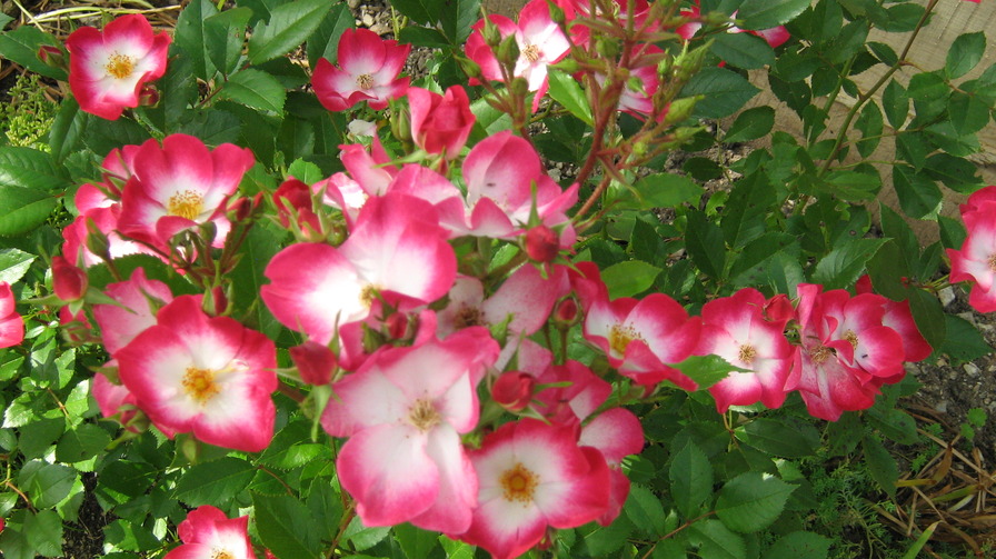 'Bukavu (Hybrid Musk, Lens 1998)' rose photo