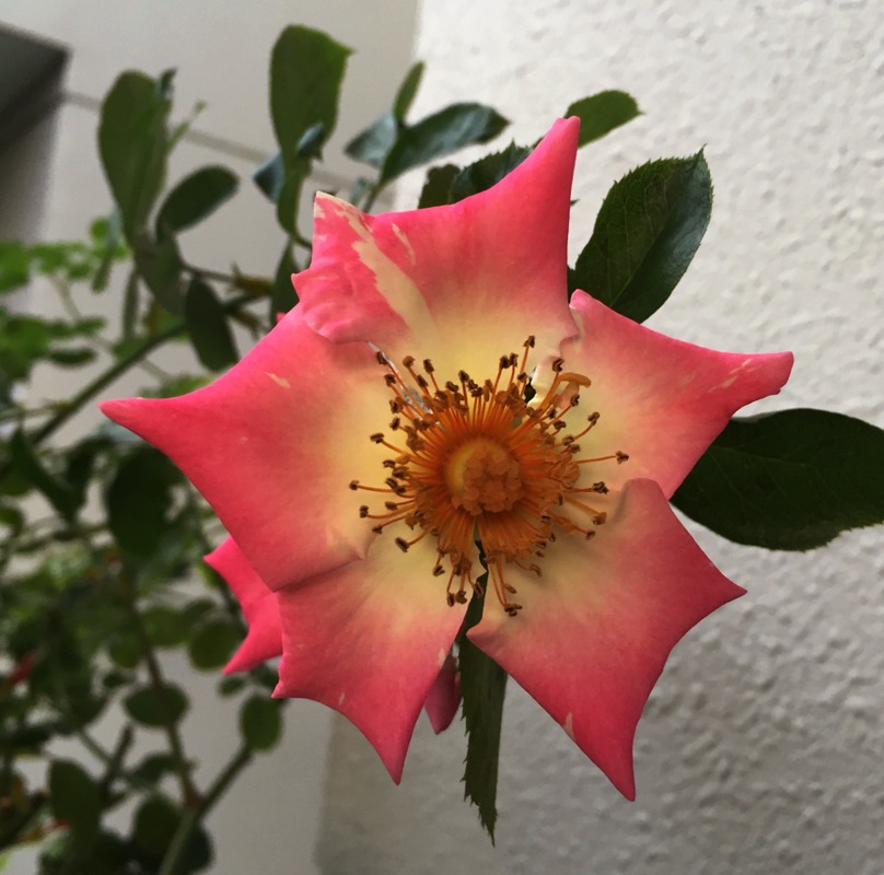 'Soaring Spirits ™' rose photo