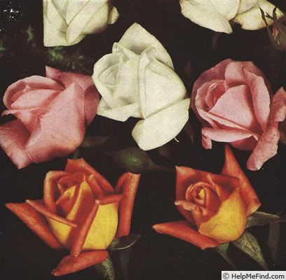 'Madame Butterfly' rose photo