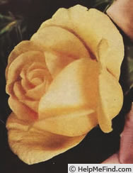 'Lady Hillingdon (Tea, Lowe & Shawyer, 1910)' rose photo