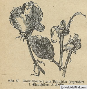 'Souvenir de la Malmaison' rose photo