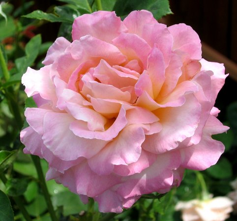 'Chicago Peace' rose photo