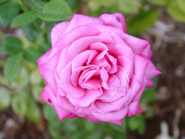 'Silver Lining (hybrid tea, Dickson, 1958)' rose photo