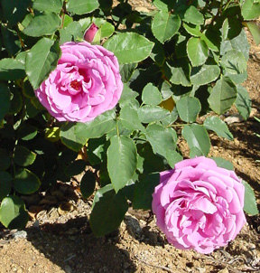 'Heirloom (hybrid tea, Warriner 1972)' rose photo