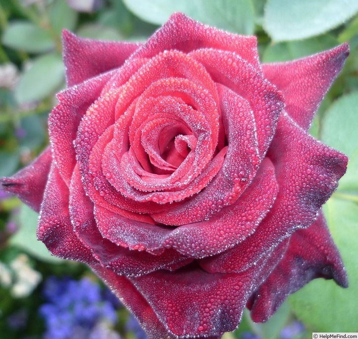 'Black Baccara ™' rose photo