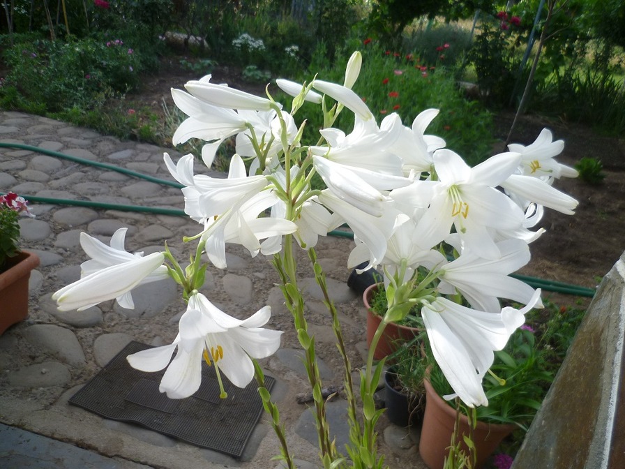 'Jardin de Carmen'  photo
