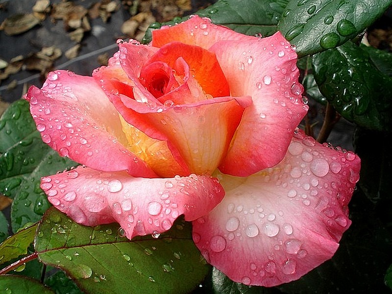 'Michel Desjoyeaux ®' rose photo