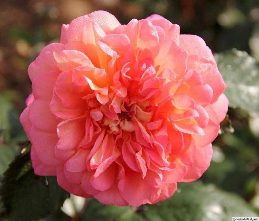 'Jardin d'Entêoulet ®' rose photo