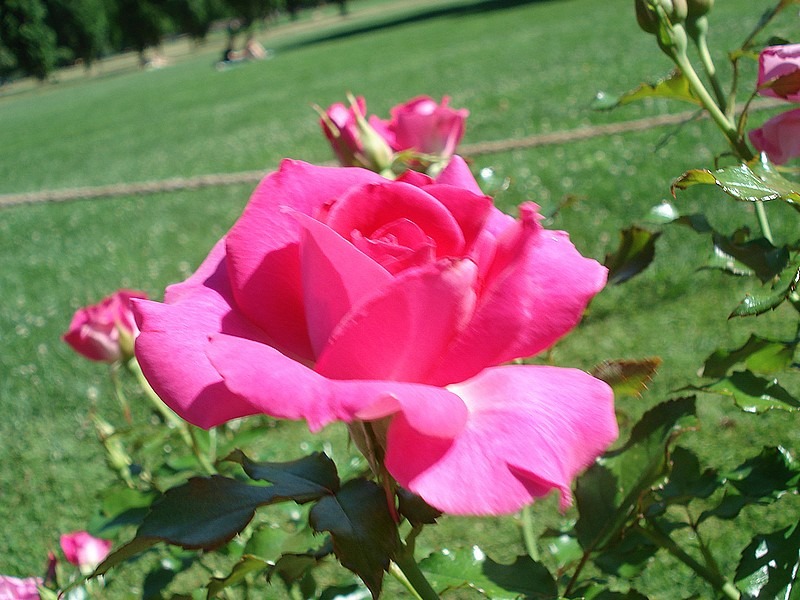 'France Bleu ®' rose photo