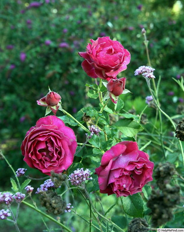 'Wild Blue Yonder ™' rose photo