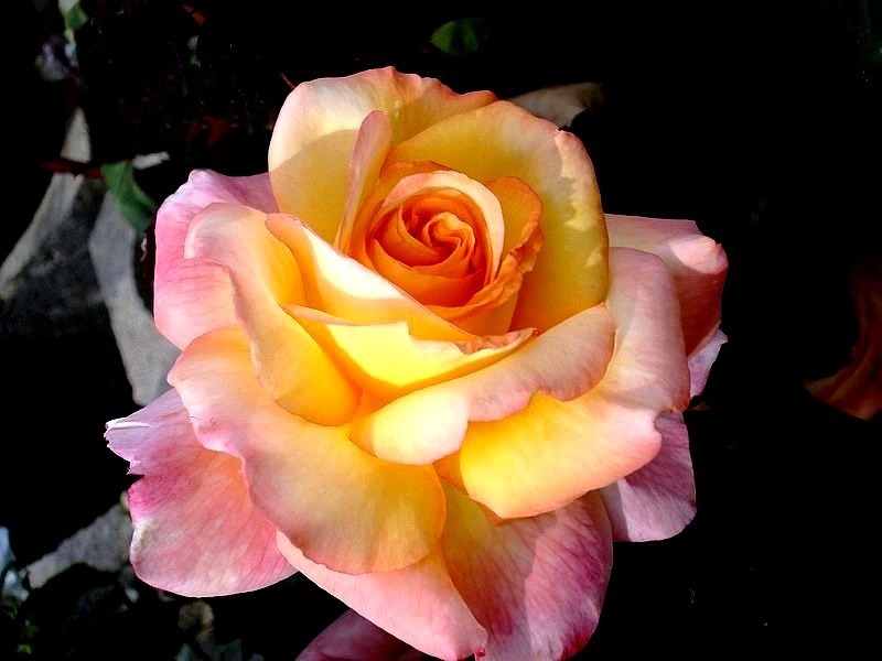 'Soledad ®' rose photo