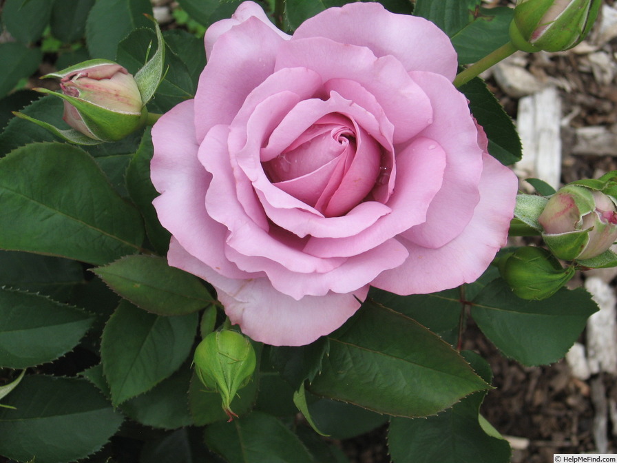 'Love Song (floribunda, Carruth 2011)' rose photo
