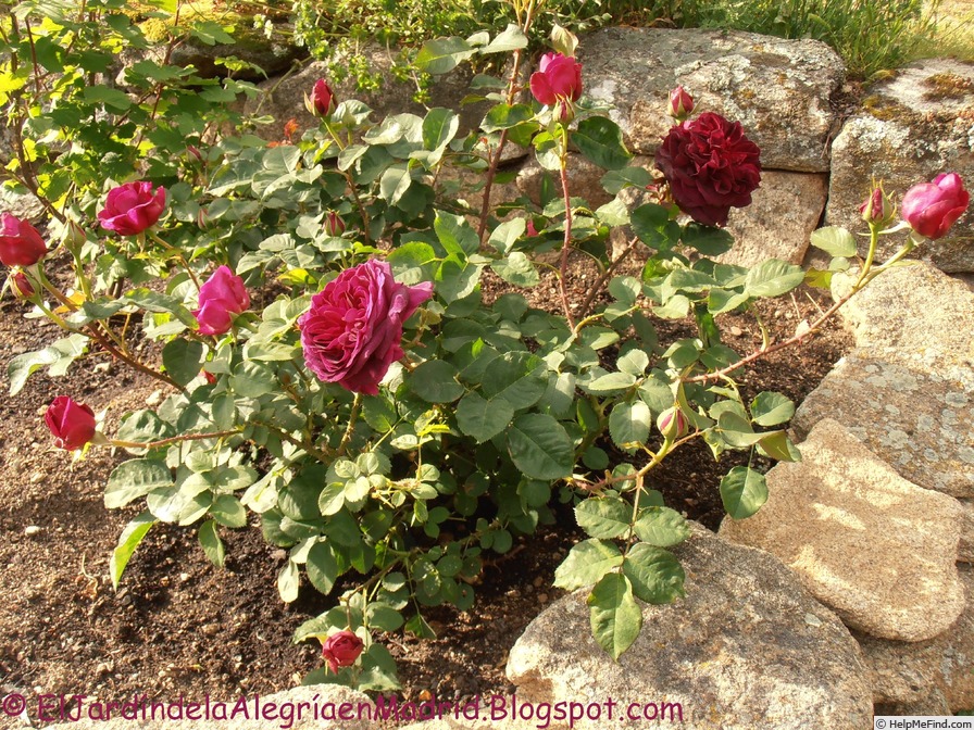 'Munstead Wood ®' rose photo