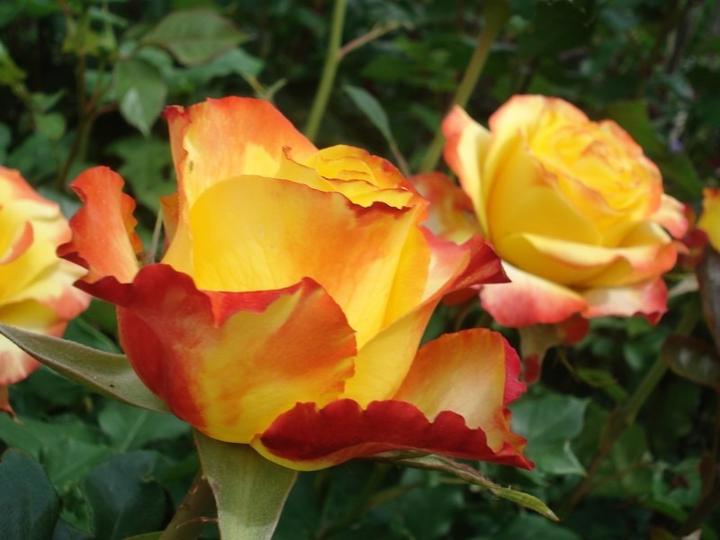 'Tequila Sunrise' rose photo