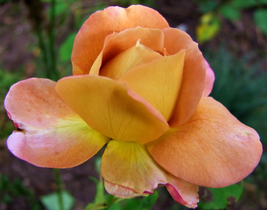 'Brownie (floribunda, Boerner 1958)' rose photo