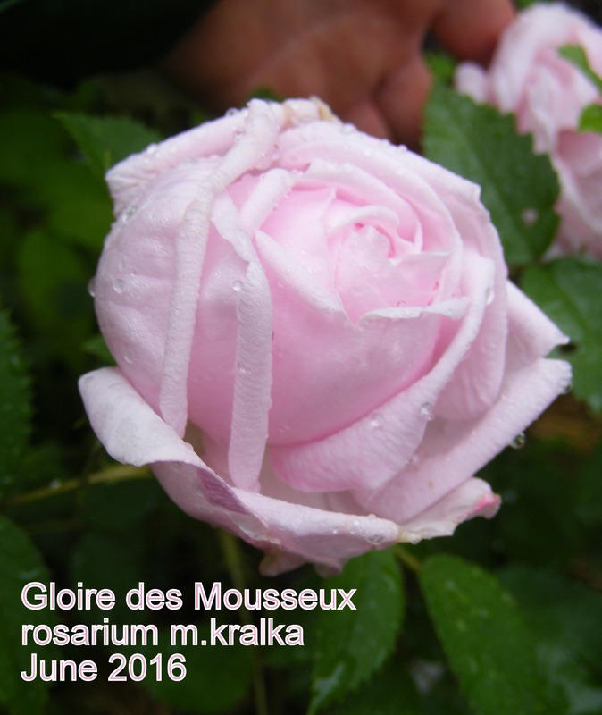 'Gloire Des Mousseux' rose photo
