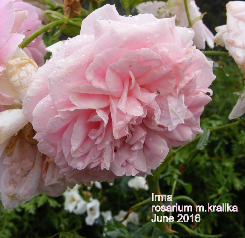 'Irma (shrub, Carlsson-Nilsson, 2000)' rose photo