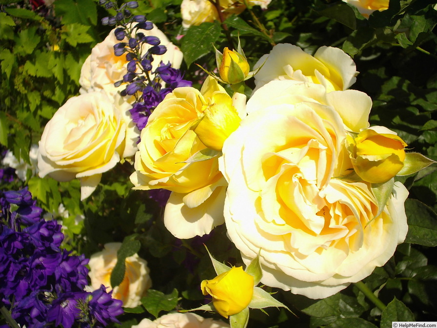'Candlelight (shrub, Evers 2001)' rose photo