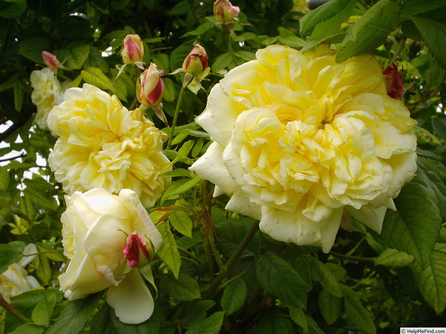 'Céline Forestier (Tea Noisette, Trouillard, 1842)' rose photo