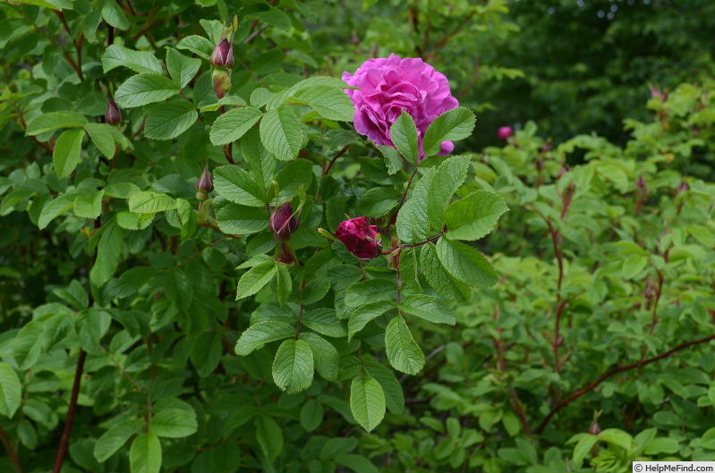 'Ross Rambler 3' rose photo