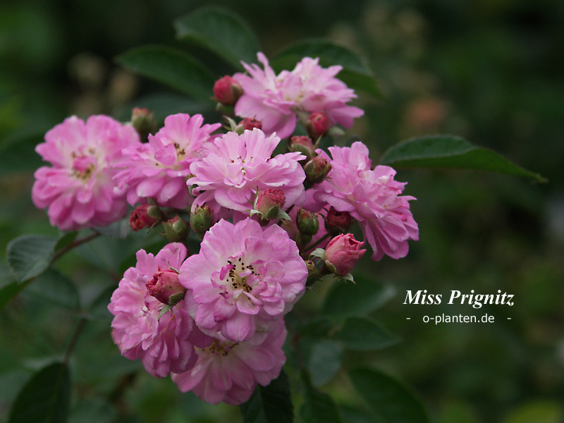 'Miss Prignitz' rose photo