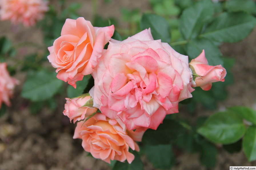 'Chic (floribunda, Boerner 1953)' rose photo