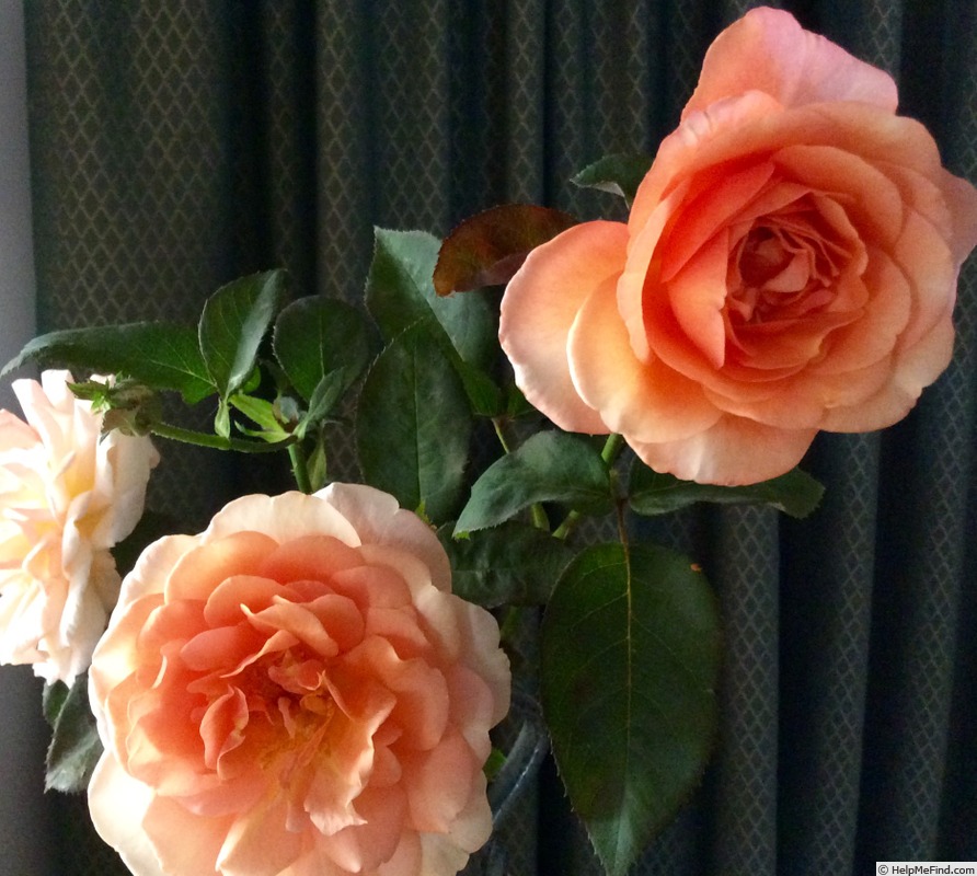 'Candy Flo' rose photo