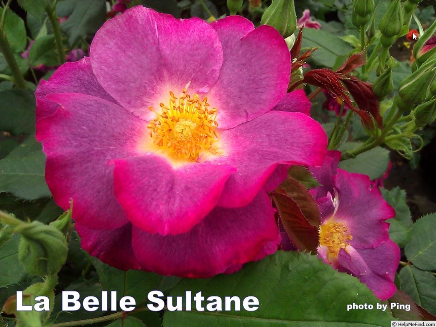 'La Belle Sultane' rose photo