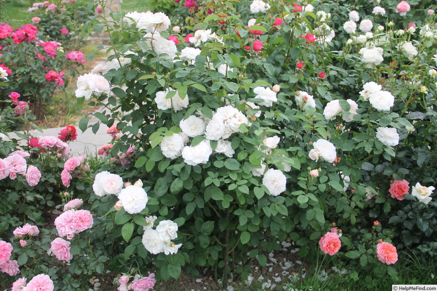 'Winchester Cathedral ®' rose photo
