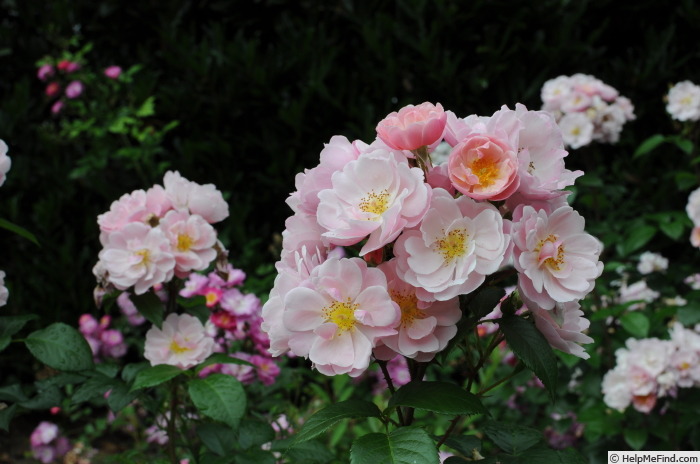 'Mademoiselle (shrub, Delbard, 2008)' rose photo
