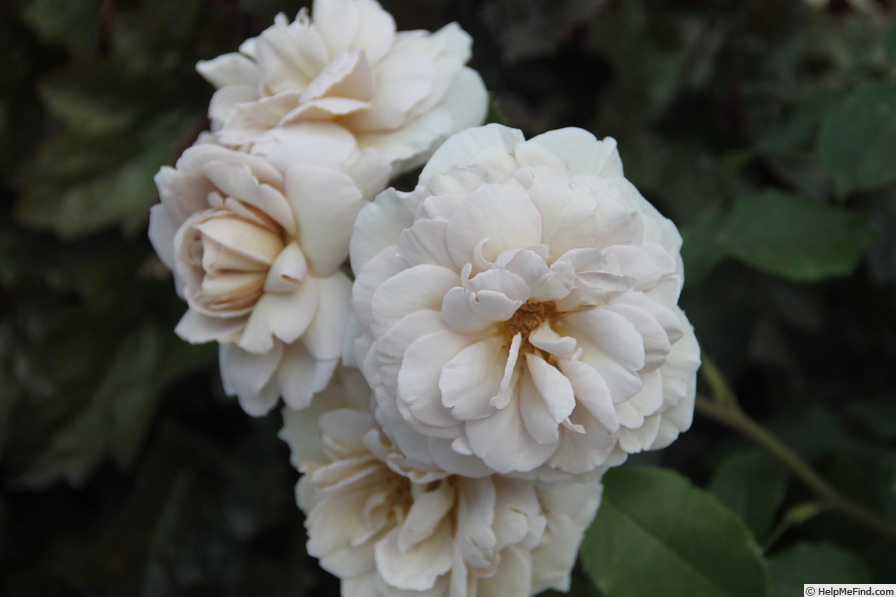 'Grey Dawn' rose photo