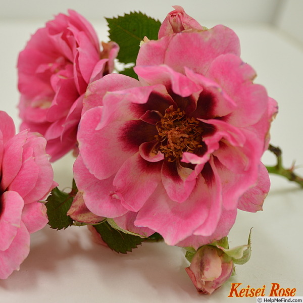 'Princess Babylon' rose photo