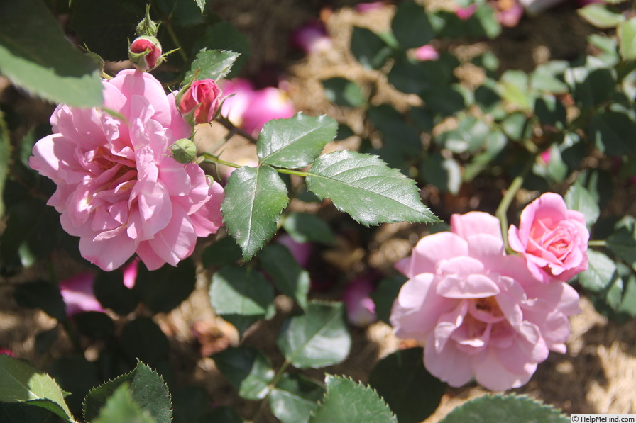 'Pam's Choice' rose photo