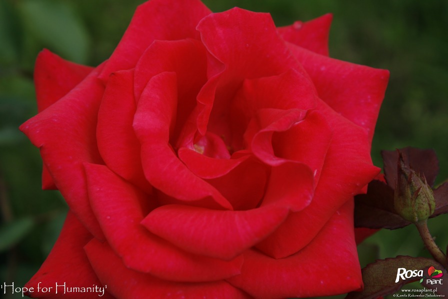 'Hope for Humanity' rose photo