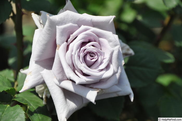 'Chateau Myrtille' rose photo