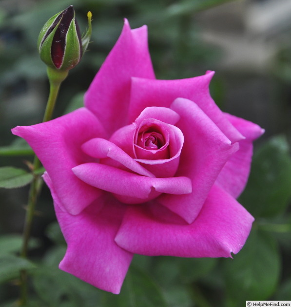 'Clair de Lune (hybrid tea, Gaujard, 1966)' rose photo