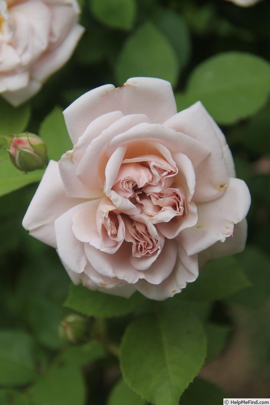 'Ash Wednesday' rose photo