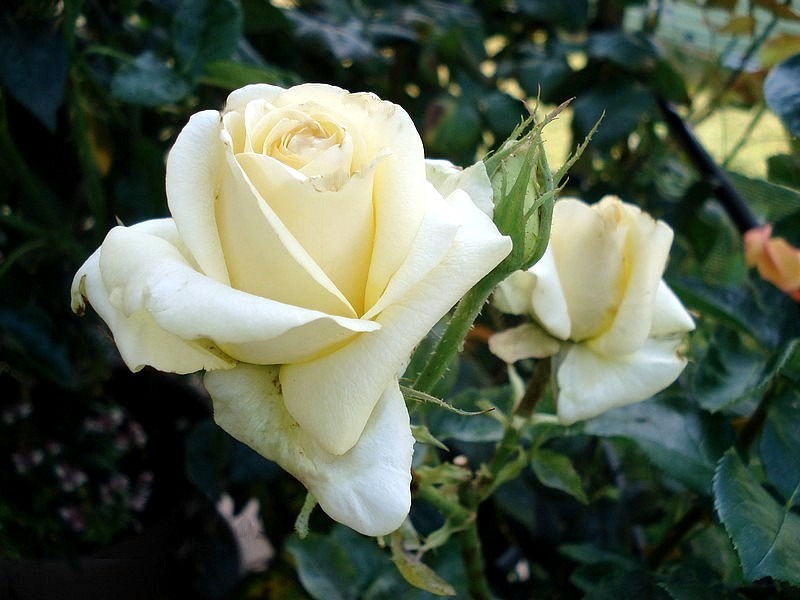 'Lemon Beauty ® (Hybrid Tea. Fryer. 2008)' rose photo