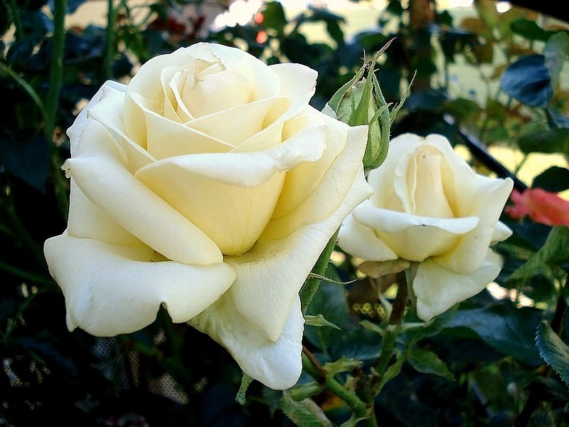 'Lemon Beauty ® (Hybrid Tea. Fryer. 2008)' rose photo