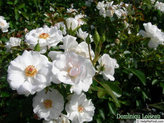 'Dominique Loiseau ™' rose photo