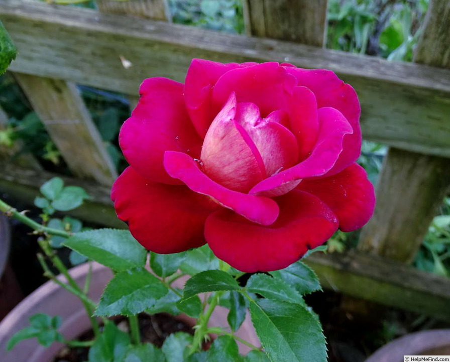 'Copacabana ® (hybrid tea, Adam, 2004)' rose photo