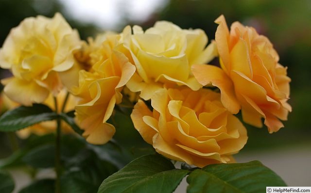 'Burma Star' rose photo