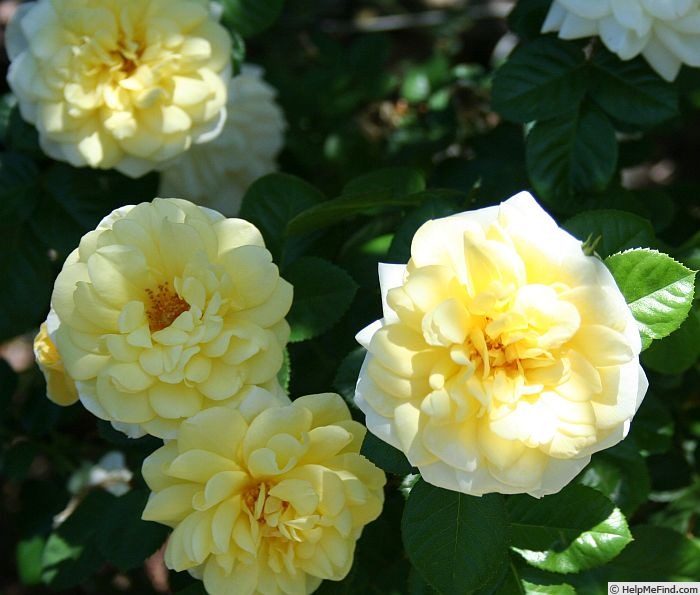 'Bamako' rose photo