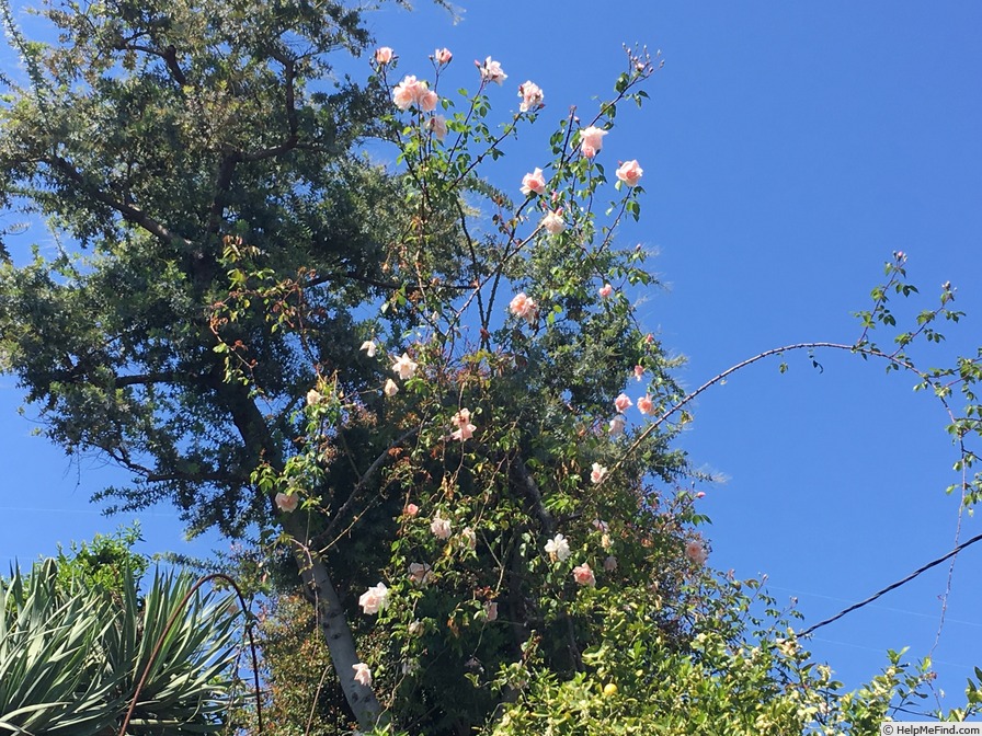 'Belle Portugaise (hybrid gigantea, Cayeux, 1903)' rose photo