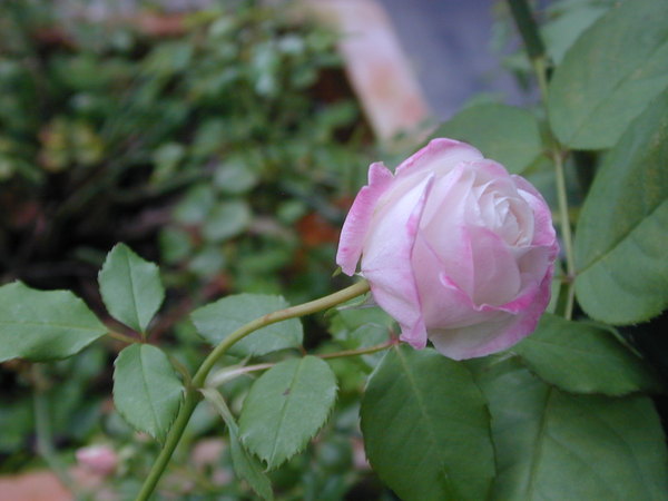 'Homère' rose photo