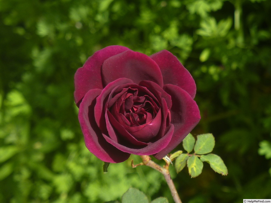 'Sénégal (Cl. Hybrid Tea, Mallerin, 1944)' rose photo