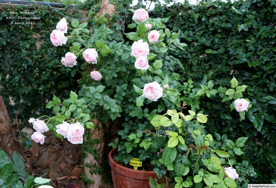 'Nahéma' rose photo